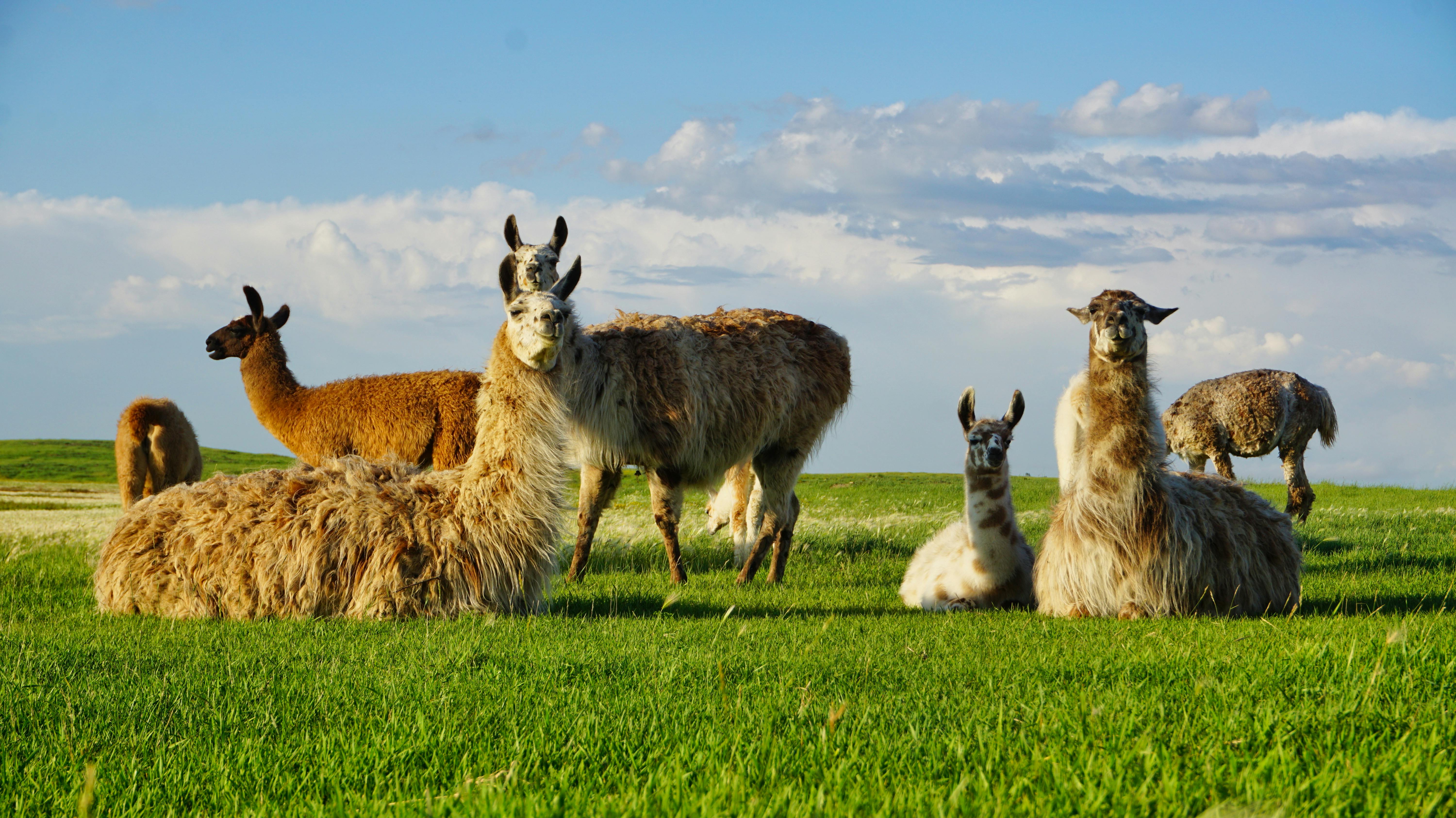 Guanacos